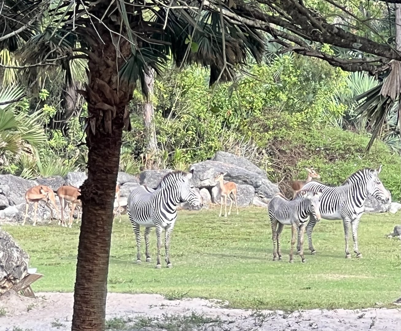 Grevy Zebras and Impala