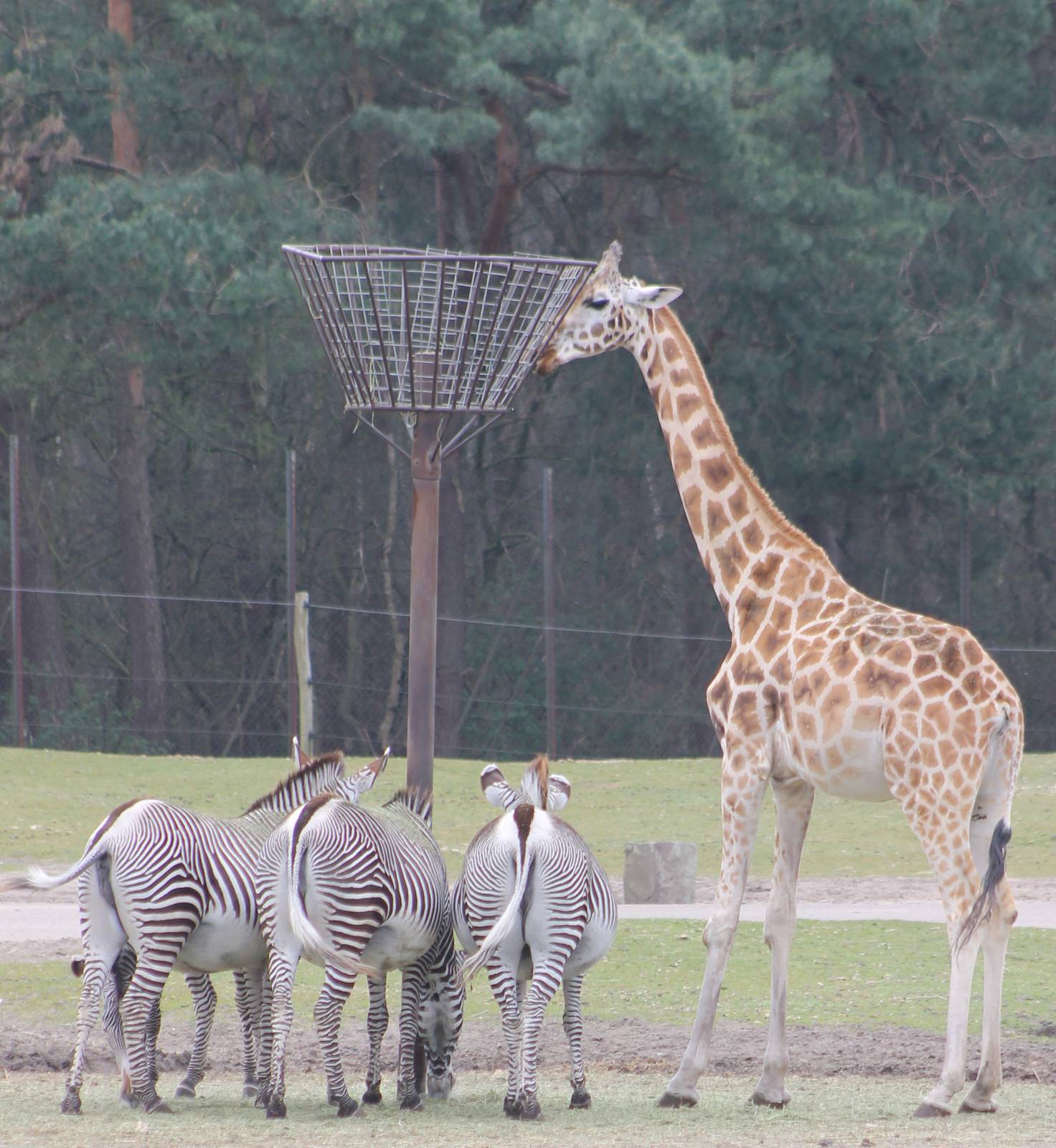 Grevy zebras and Rothschild giraffe