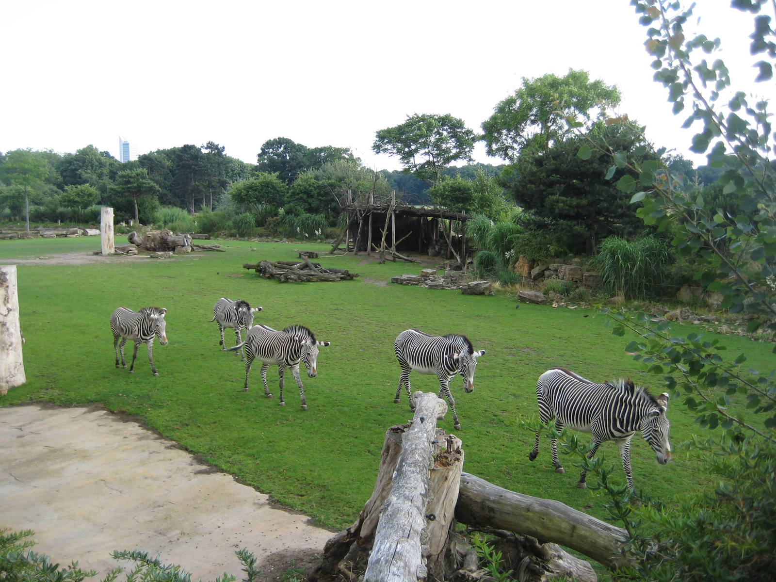 Grevy-Zebras at  Leipzig Zoo