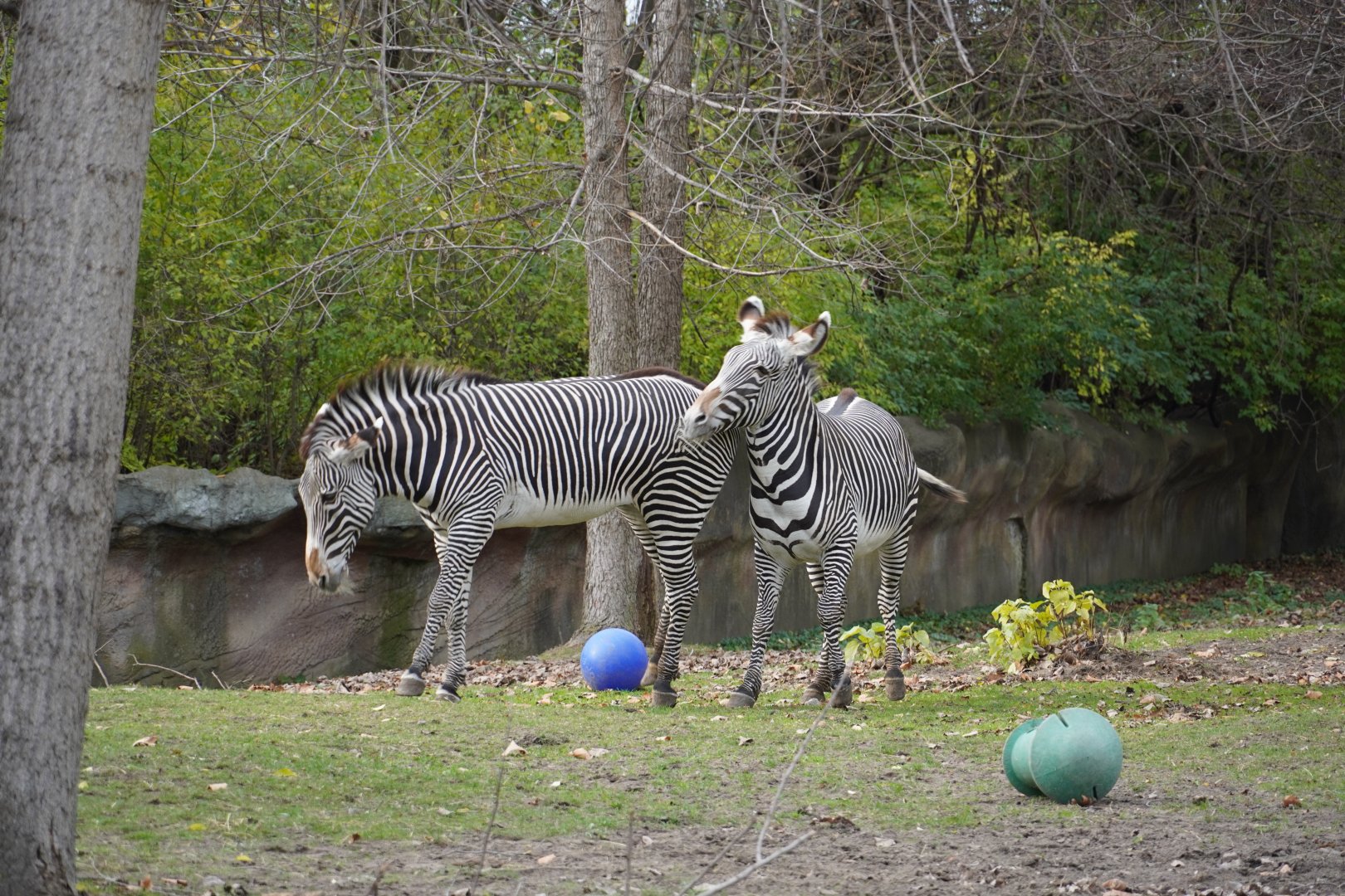 Grevy Zebras fighting