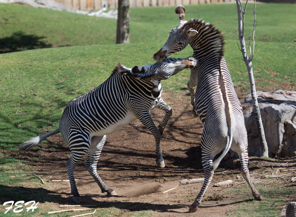 grevy zebras sparring