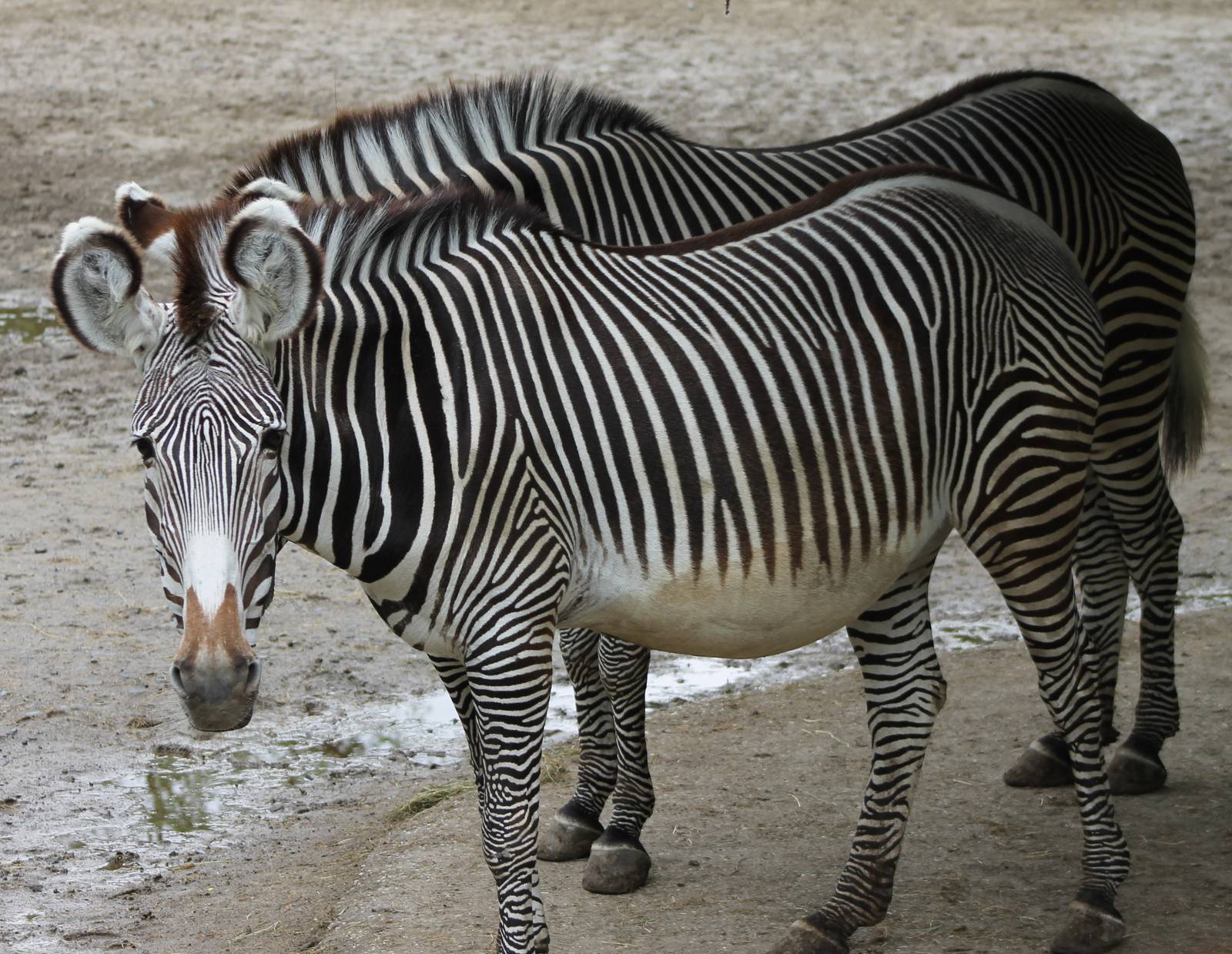 Grevy zebras