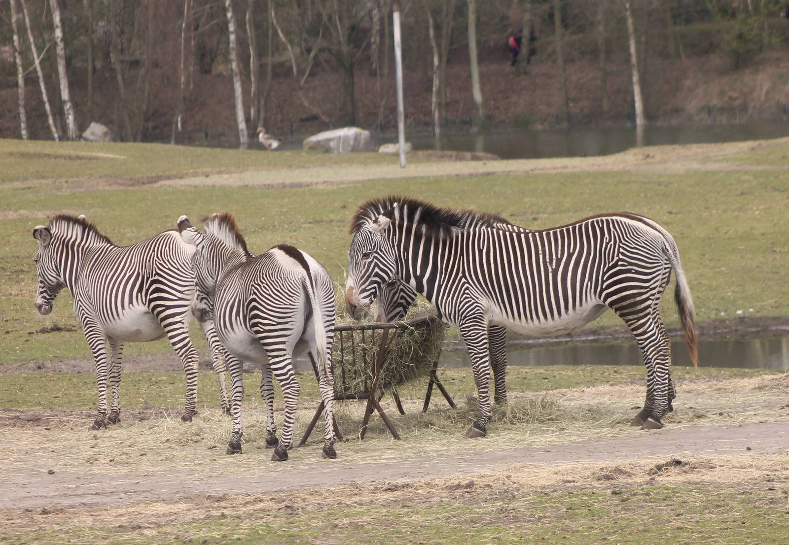 Grevy zebras