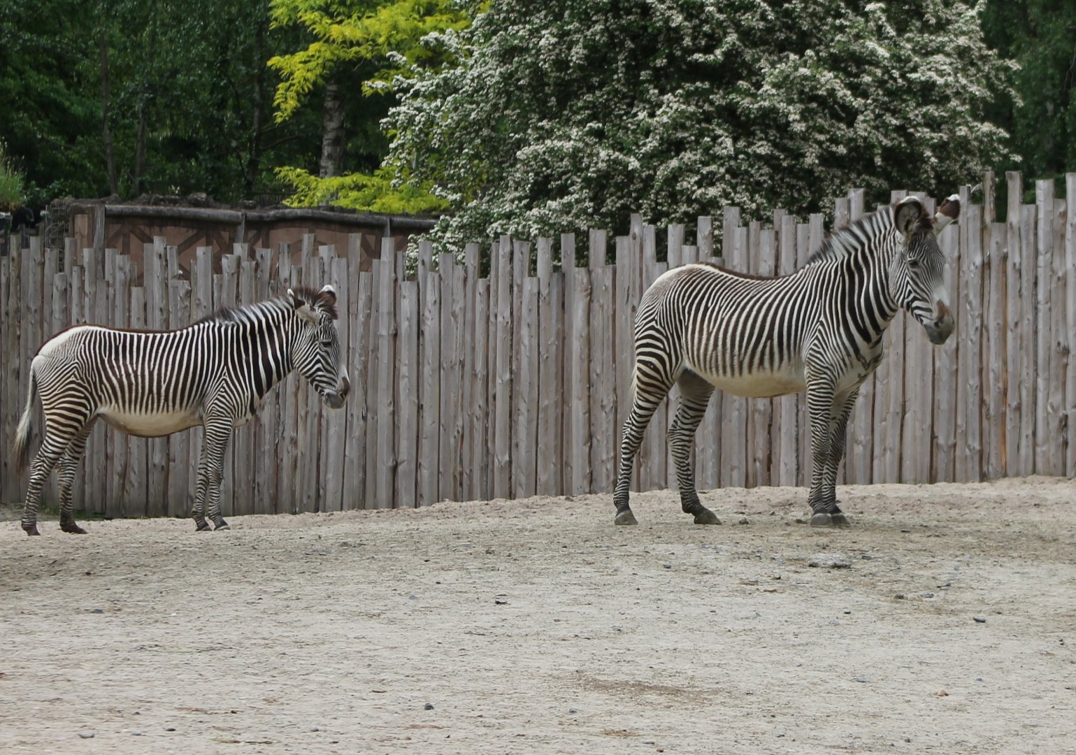 Grevy zebras