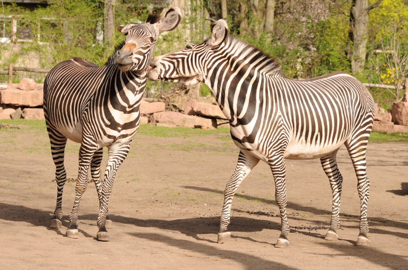 Grevyi zebra