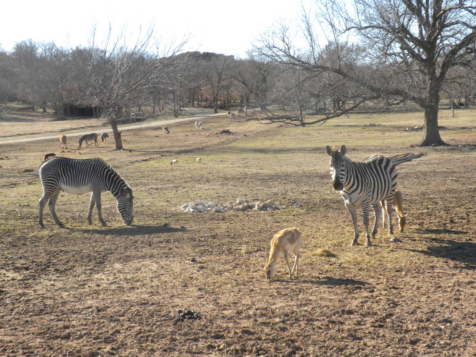 Grevy's and Grant's Zebras