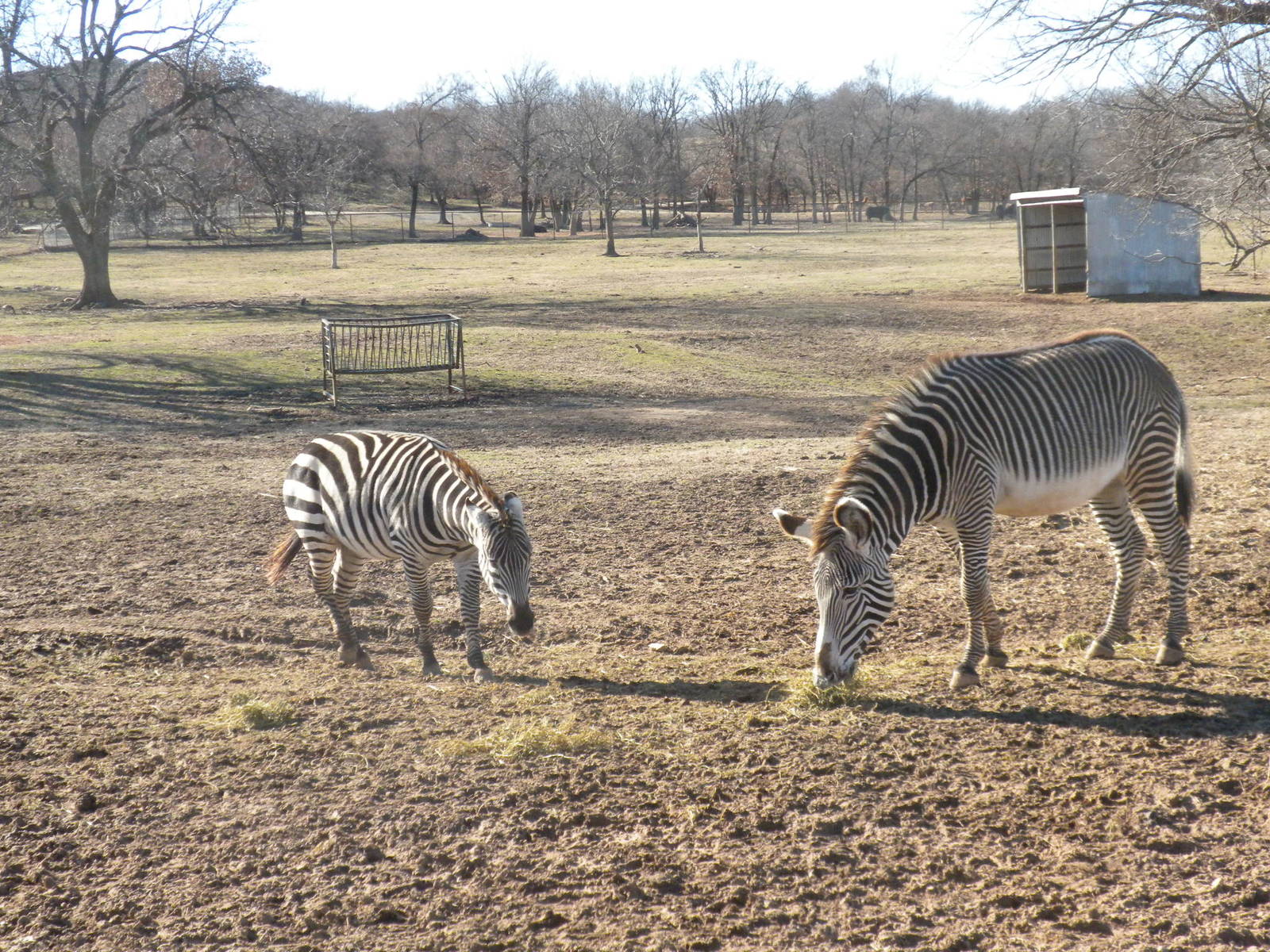 Grevy's and Grant's Zebras