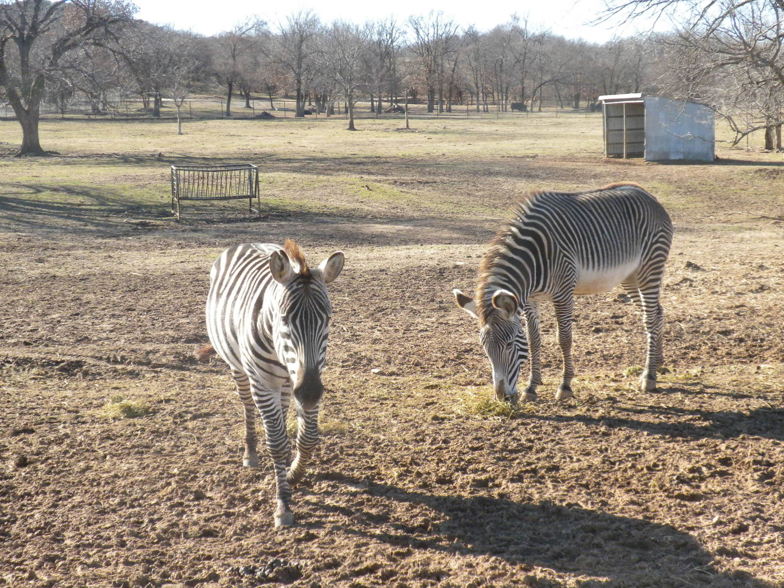 Grevy's and Grant's Zebras