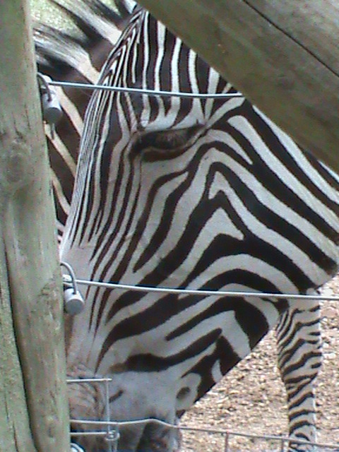 grevys zebra 08/10