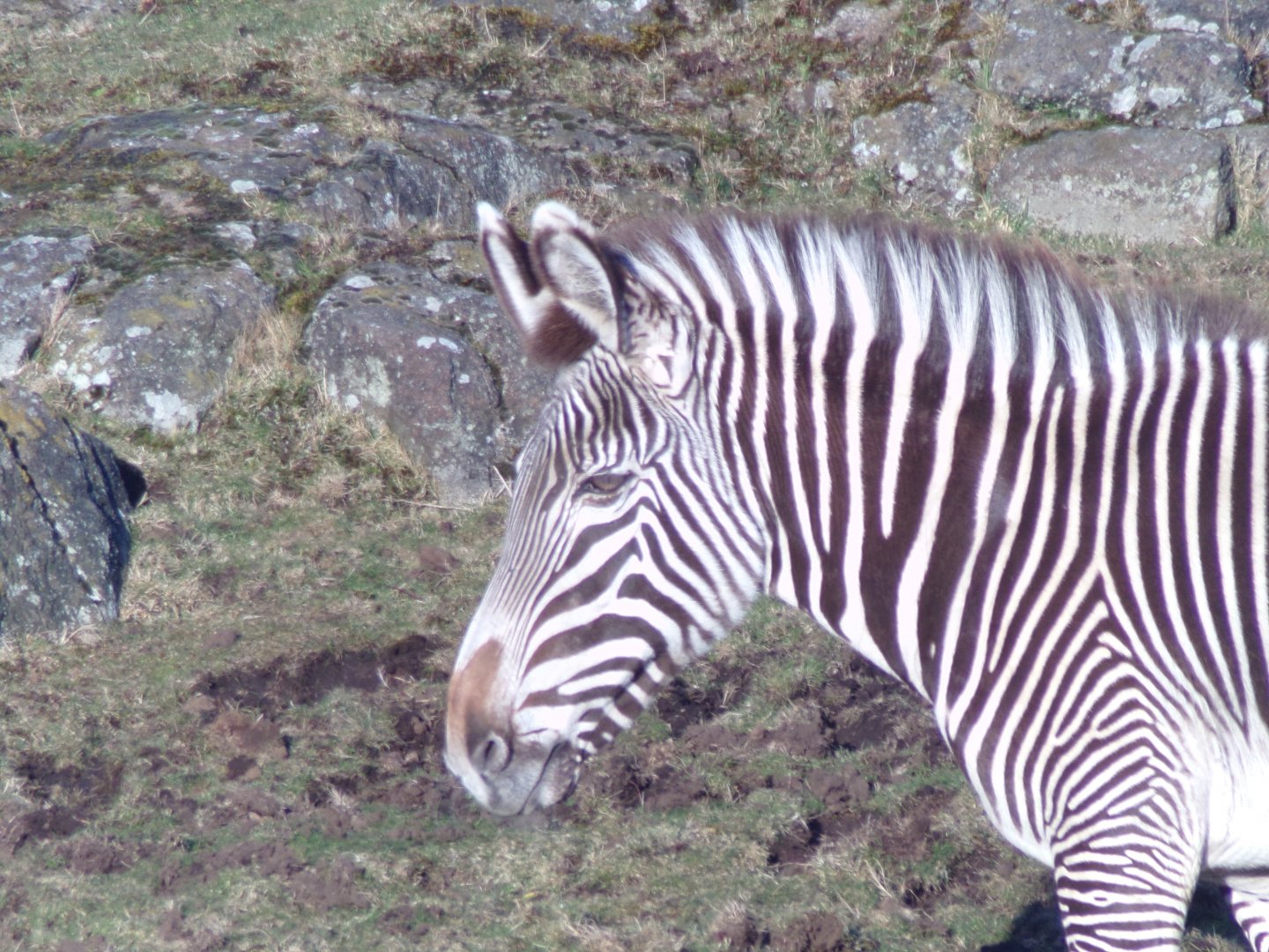 Grevy’s zebra 1.3.25