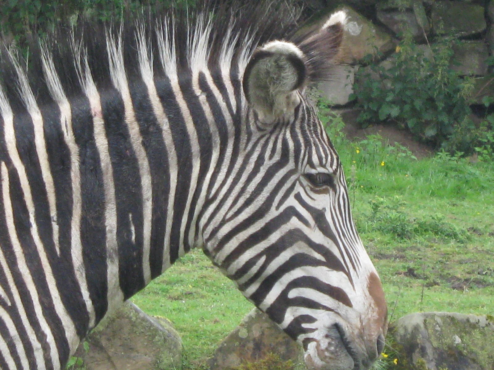 Grevy's zebra 1.6.10