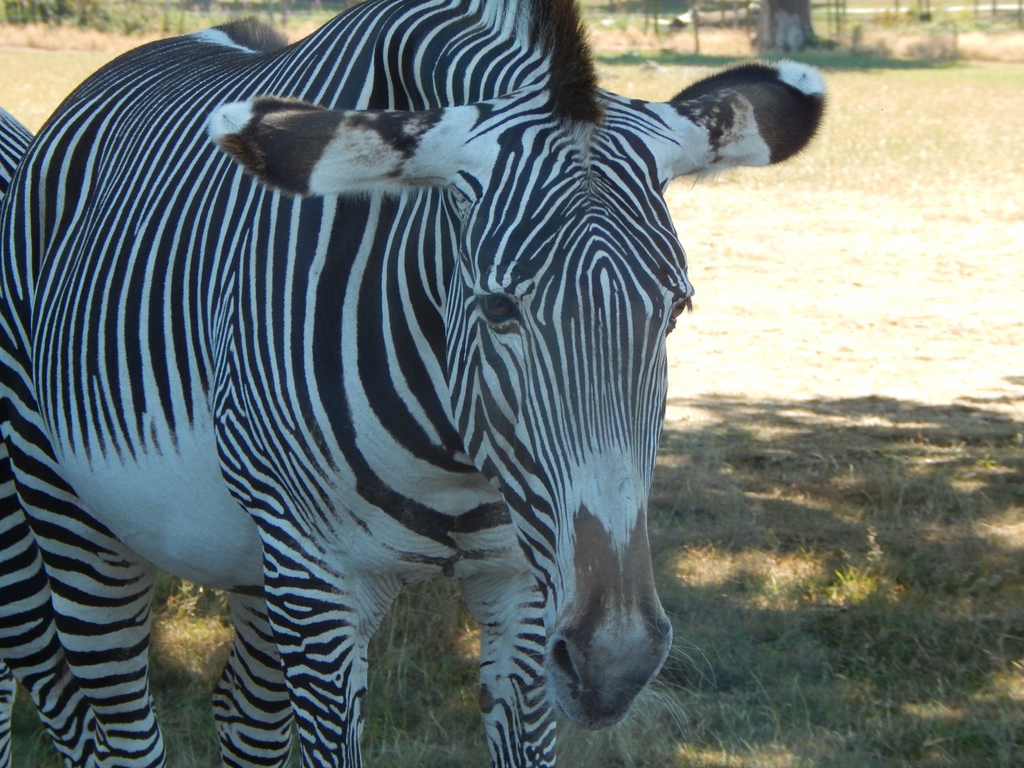 Grevy's zebra 110722