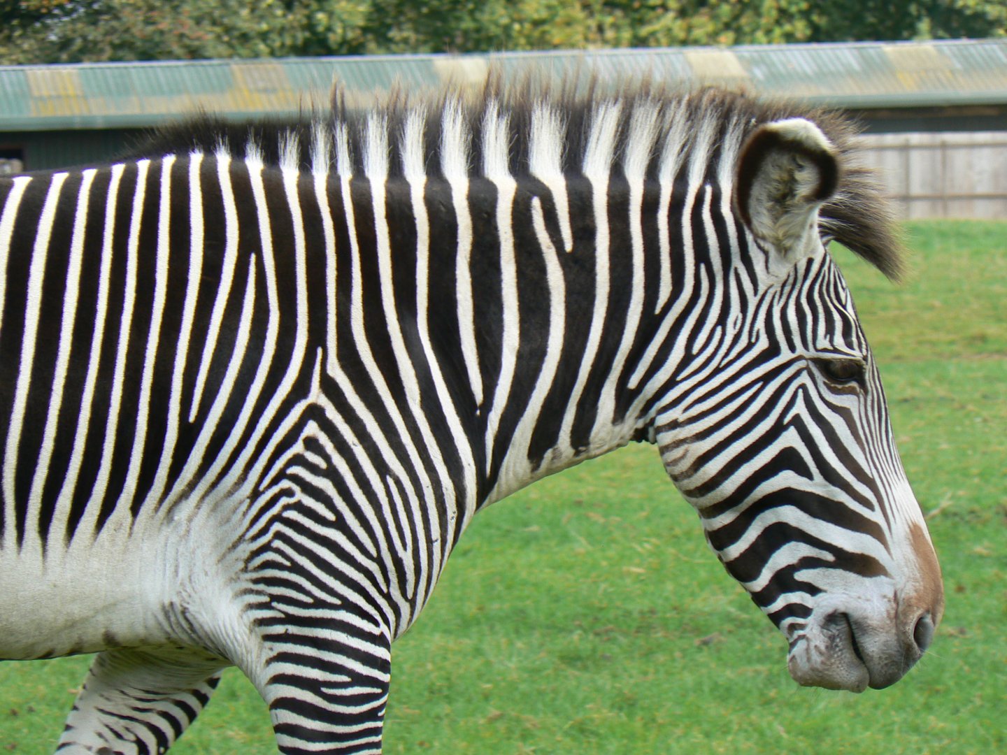 Grevy's Zebra - 15 October 2016