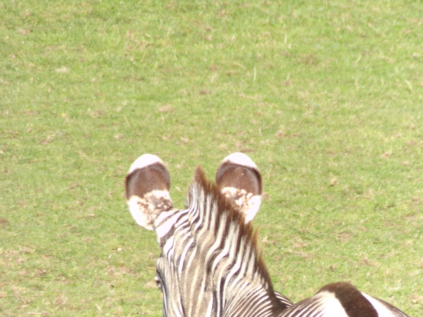 Grevy’s zebra 16.9.24