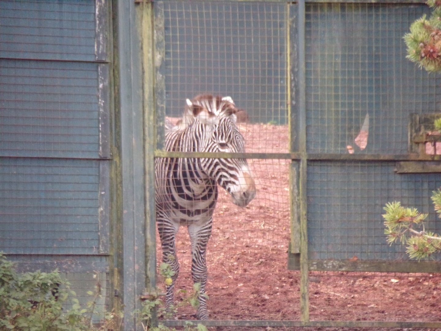 Grevy’s zebra 17.10.24