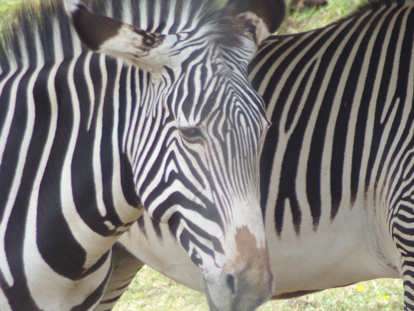 Grevy’s zebra 18.7.25