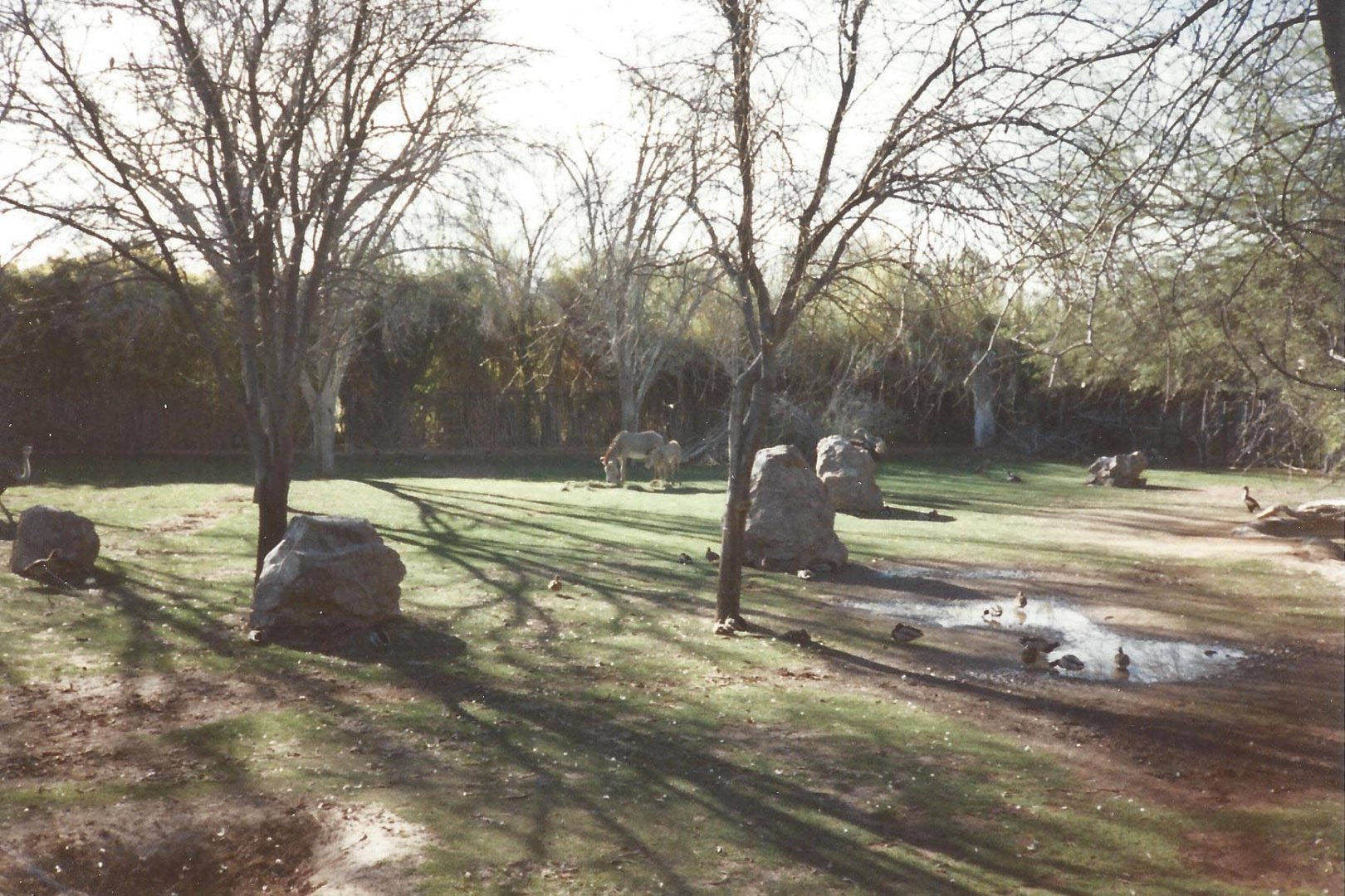 Grevy’s Zebra 1990s