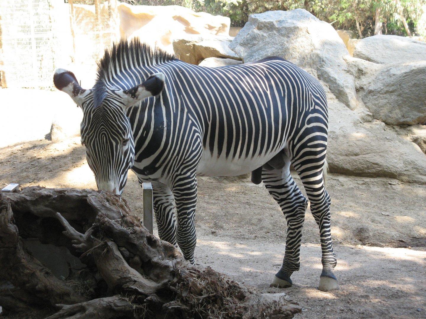 Grevy's Zebra (2008)