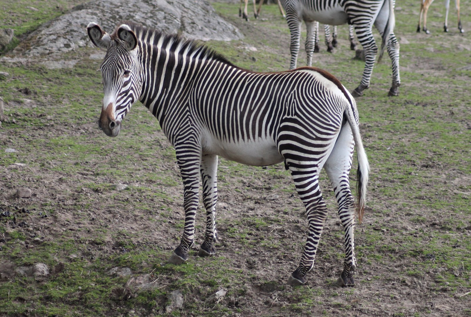 Grévy's zebra (2015)