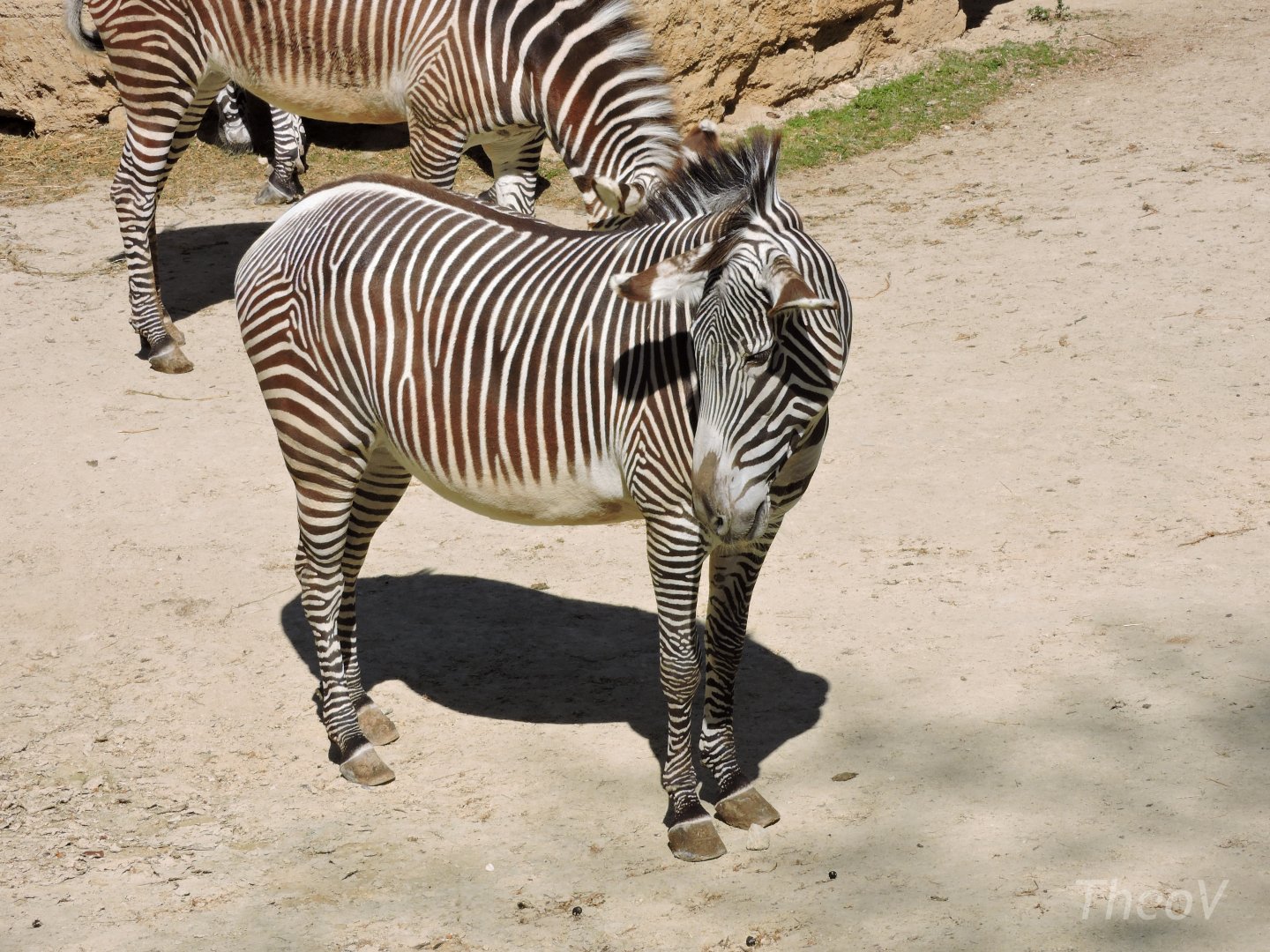 Grévy's zebra [2015]