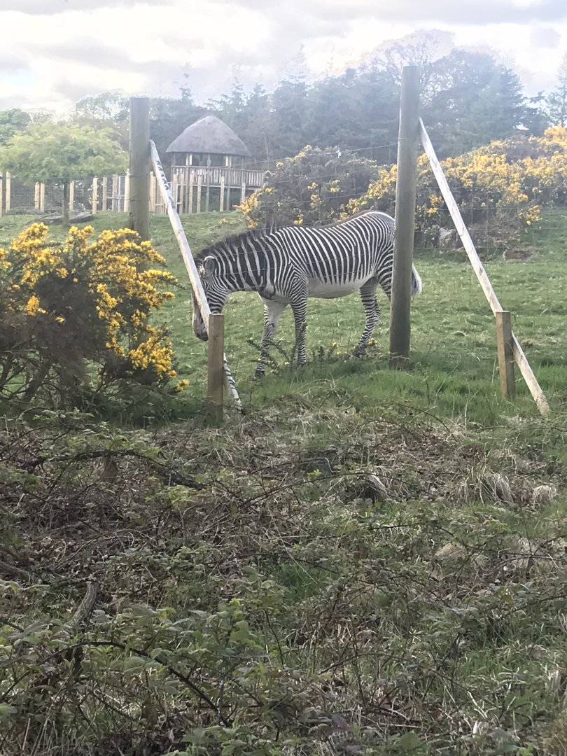 Grevy’s zebra (2020)