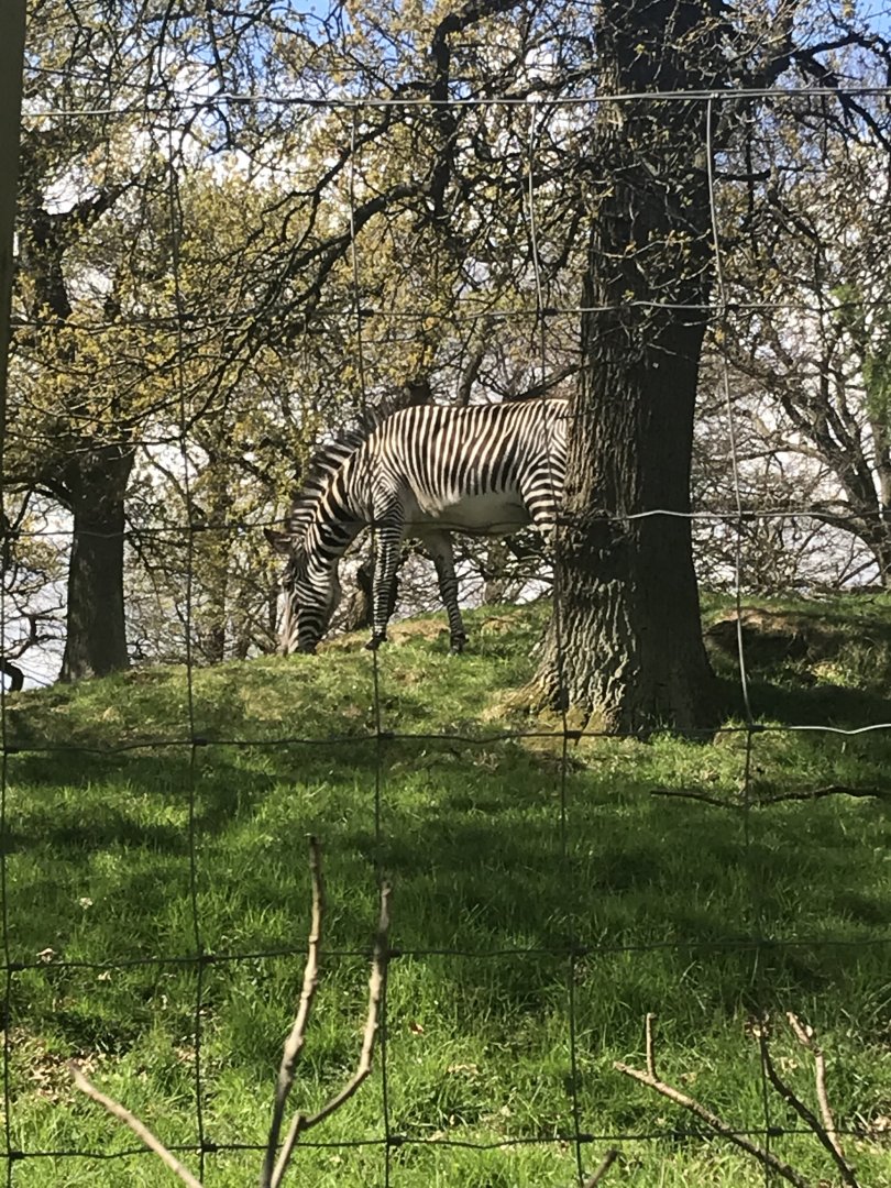 Grevy’s zebra (2020)