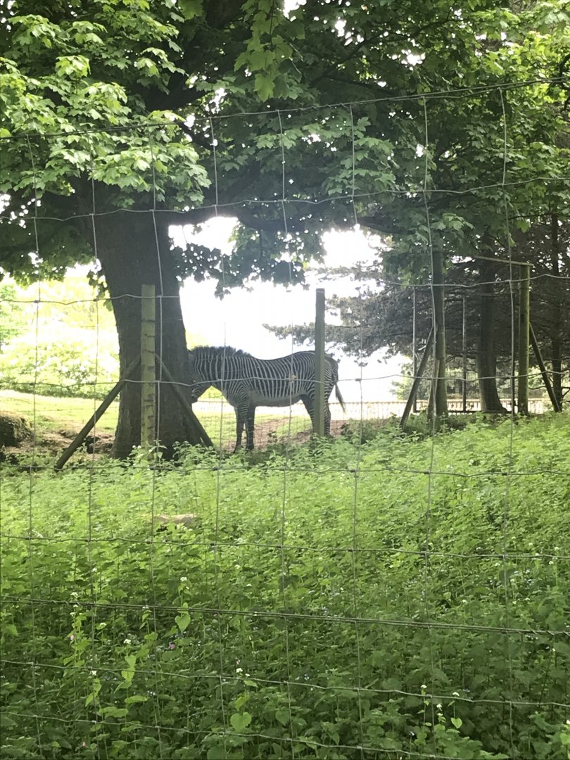 Grevy’s zebra (2020)