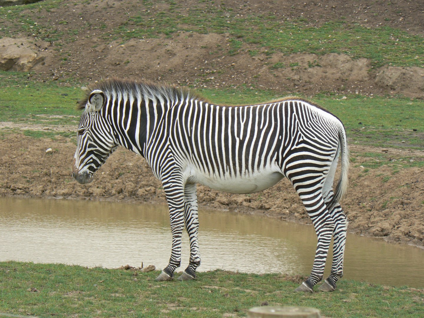 Grevy's Zebra - 21 July 2017