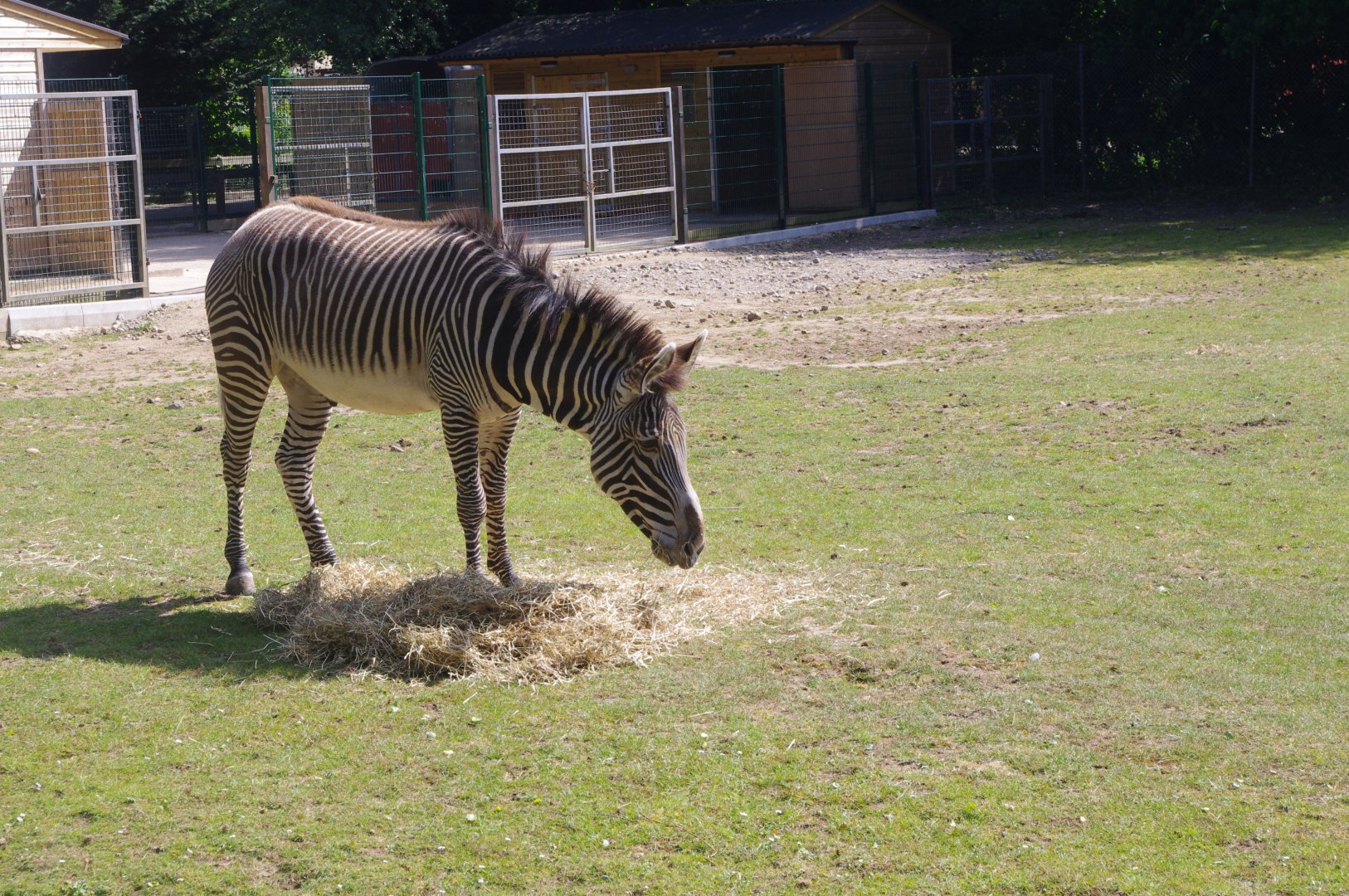 Grevy's Zebra- 3/6/2022