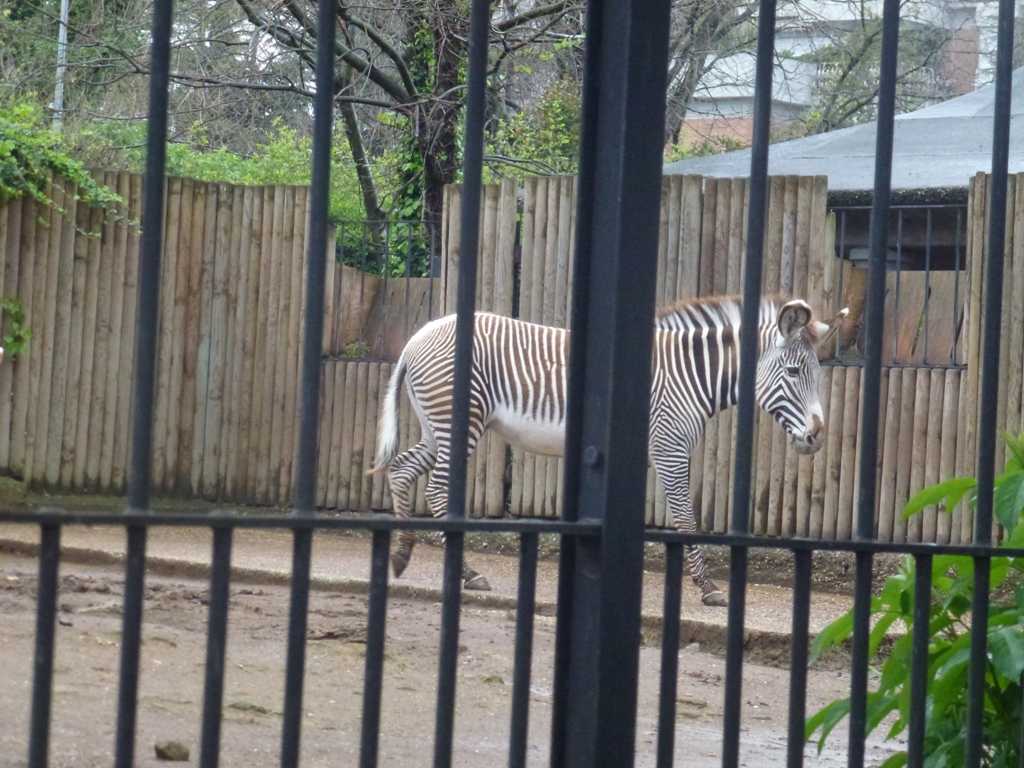 Grevy's zebra 5.4.15