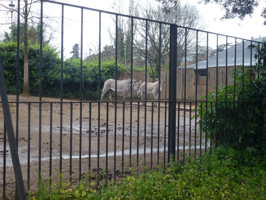 Grevy's zebra 5.4.15