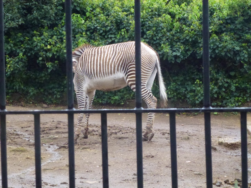Grevy's zebra 5.4.15