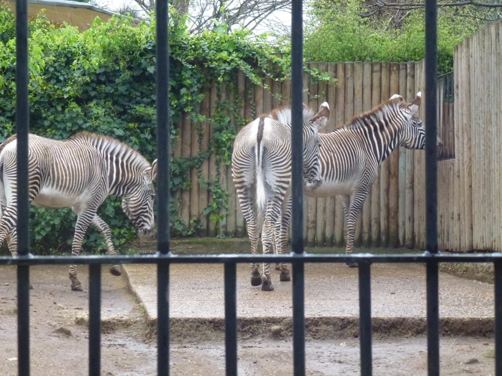 Grevy's zebra 5.4.15