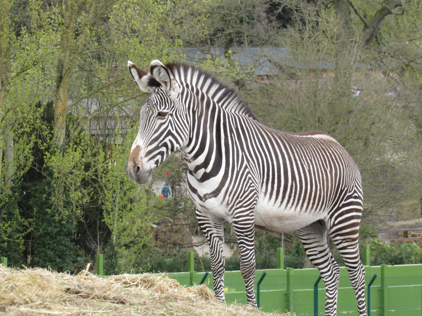 Grevy’s zebra - Akuna