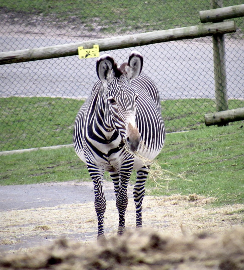 Grevy’s zebra - Akuna