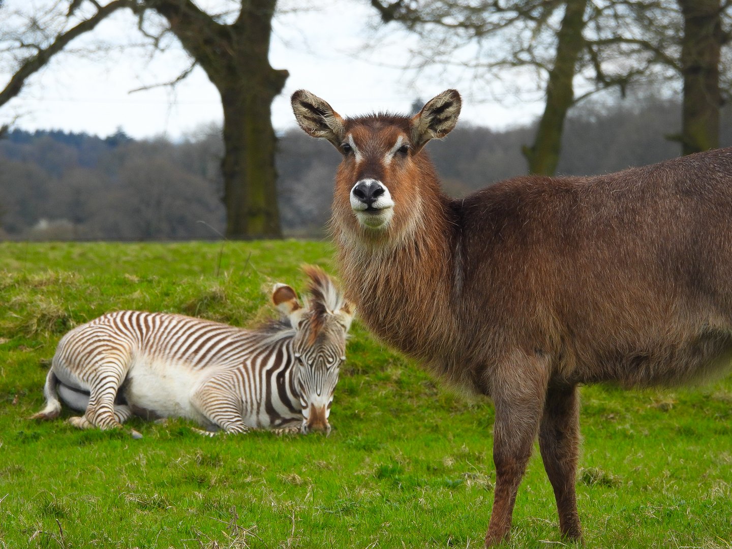Grevy's Zebra and Common Waterbuck- 2nd April 2024
