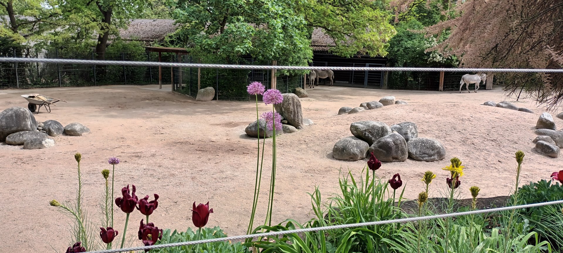 Grevys Zebra and Dorcas Gazelle Enclosure