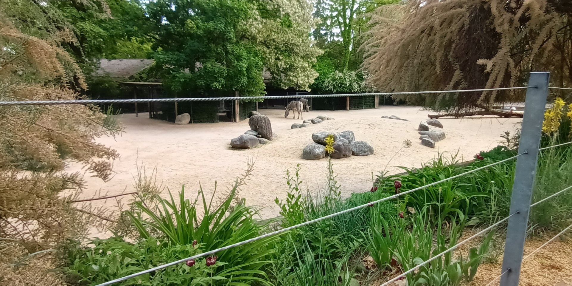Grevys Zebra and Dorcas Gazelle Enclosure