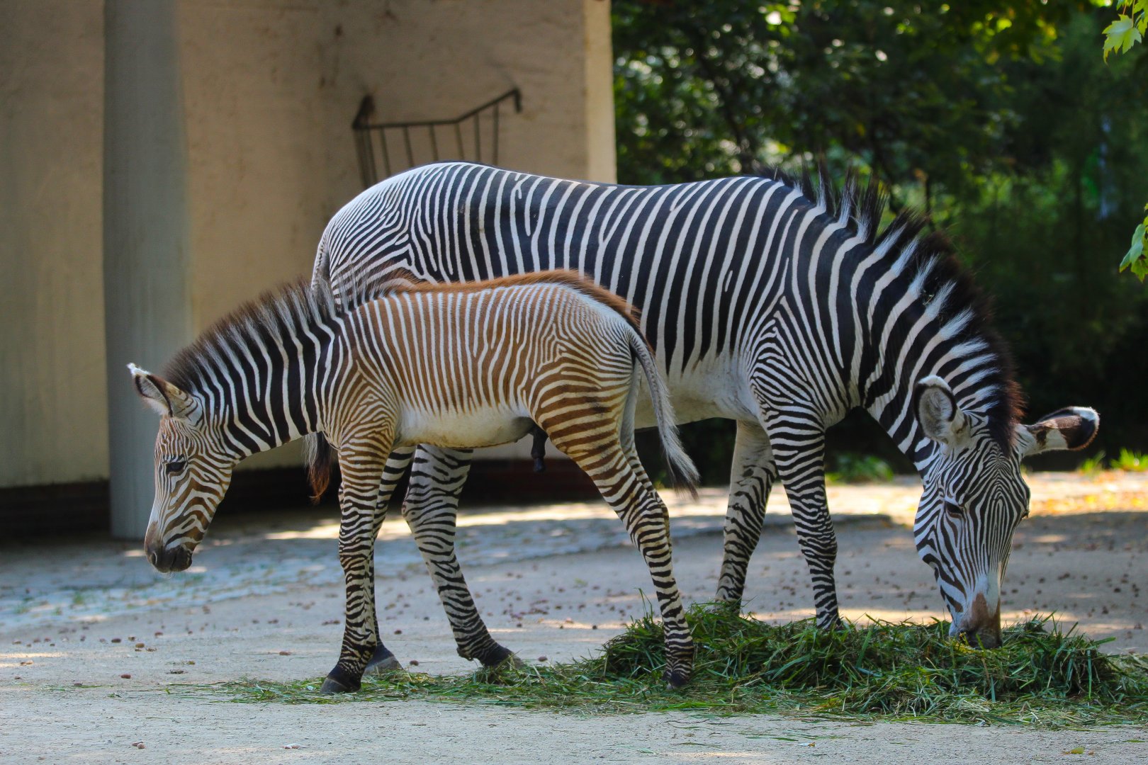 Grevy's Zebra and foal- September 2024