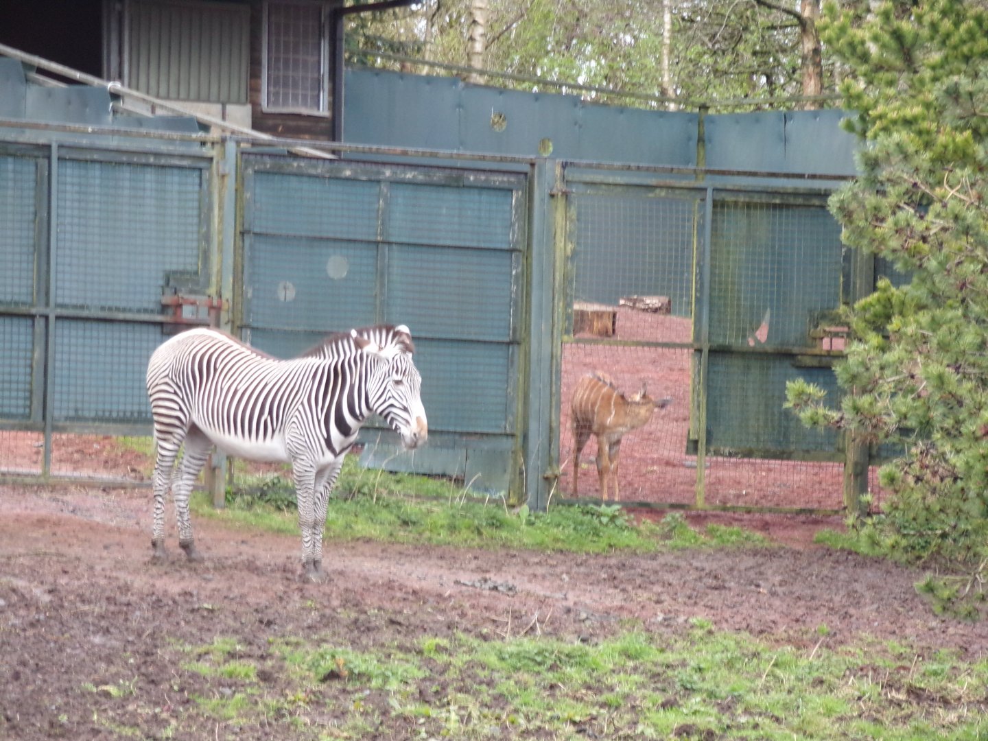 Grevy’s zebra and nyala 9.4.24