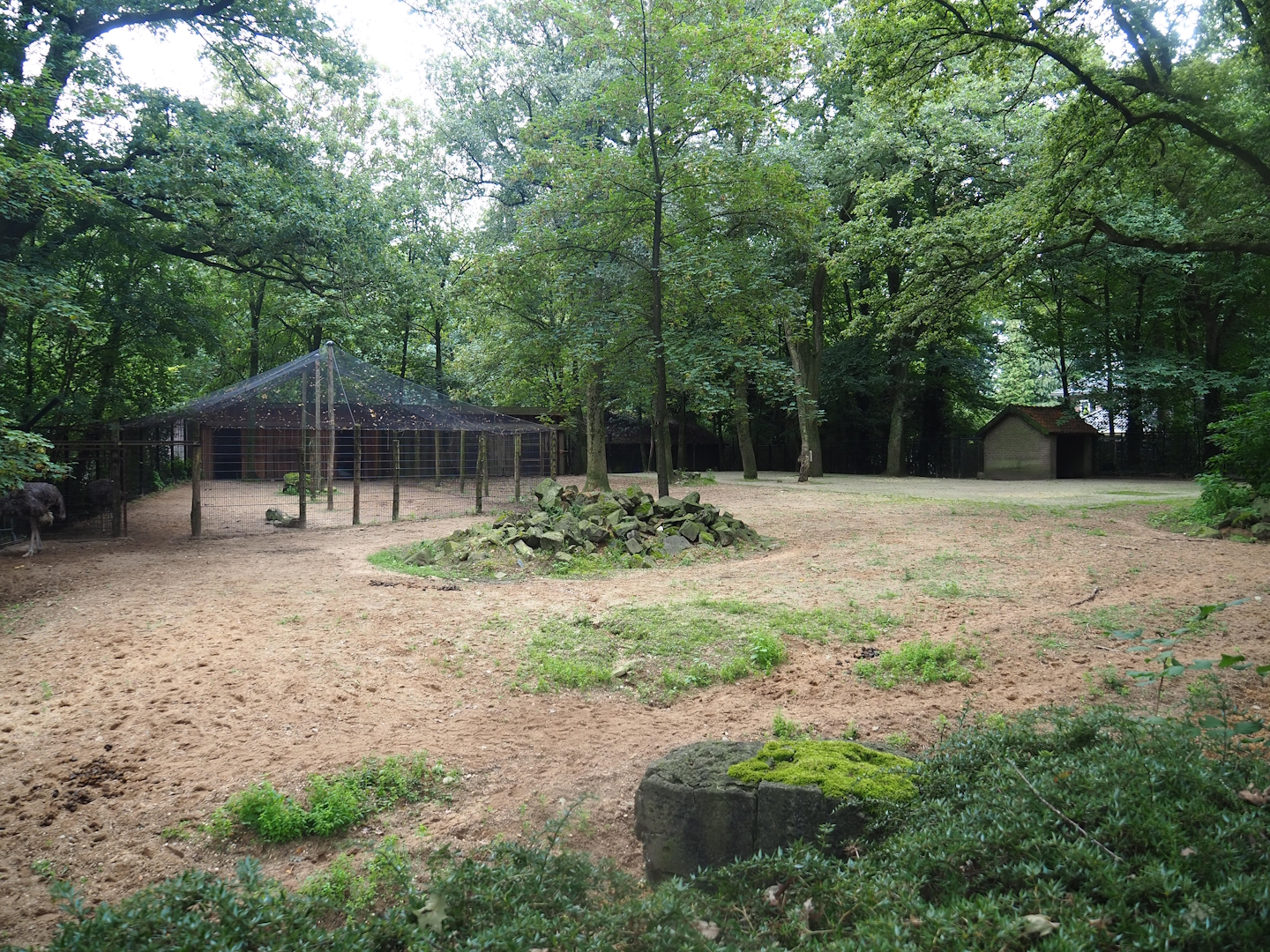 Grévy's zebra and Ostrich paddock, 2023-08-17