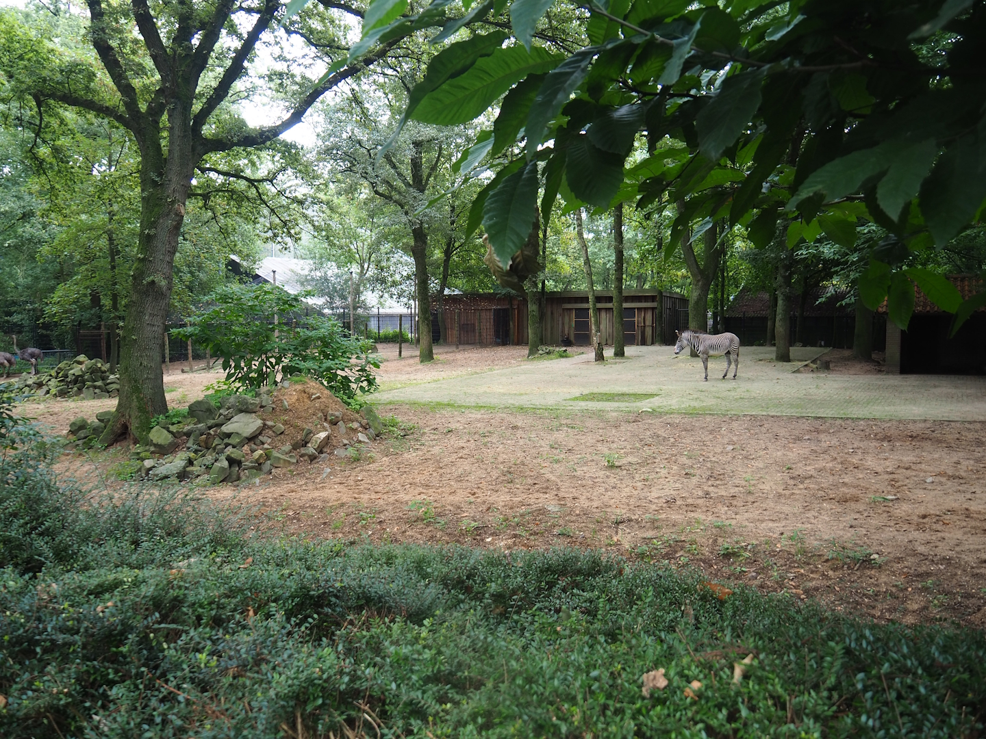 Grévy's zebra and Ostrich paddock, 2023-08-17