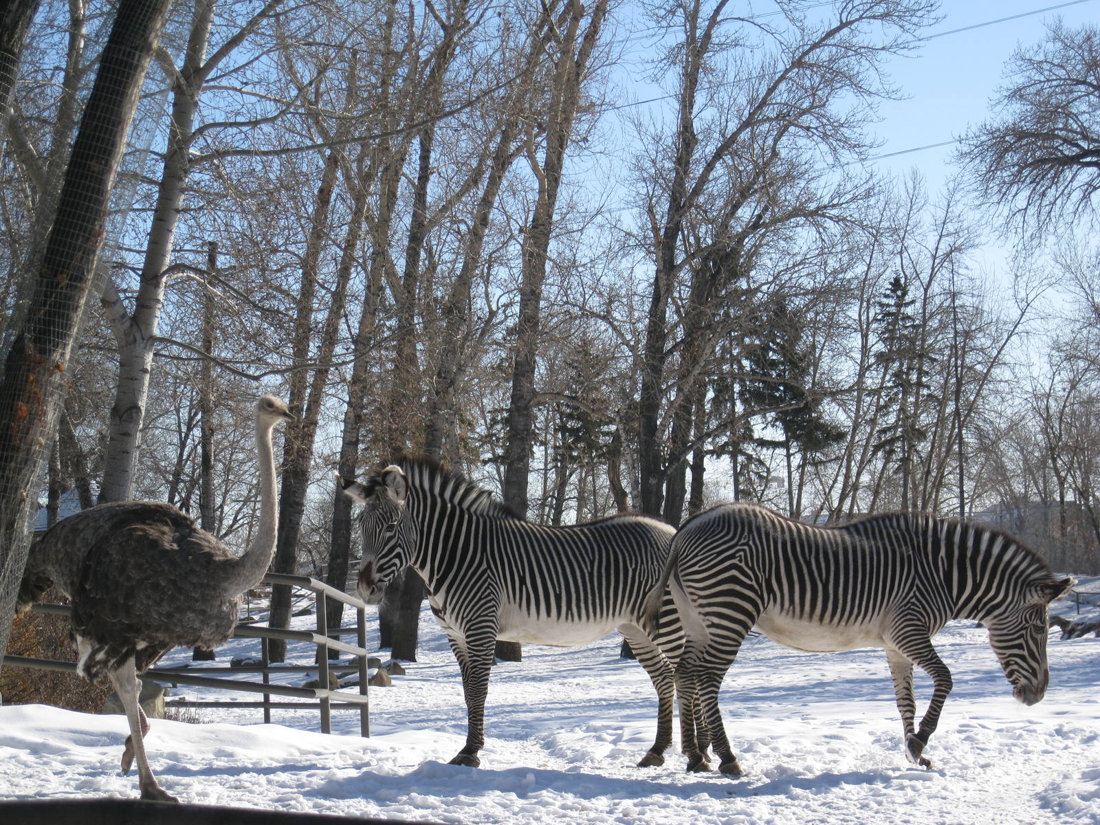 Grévy's Zebra and Ostrich