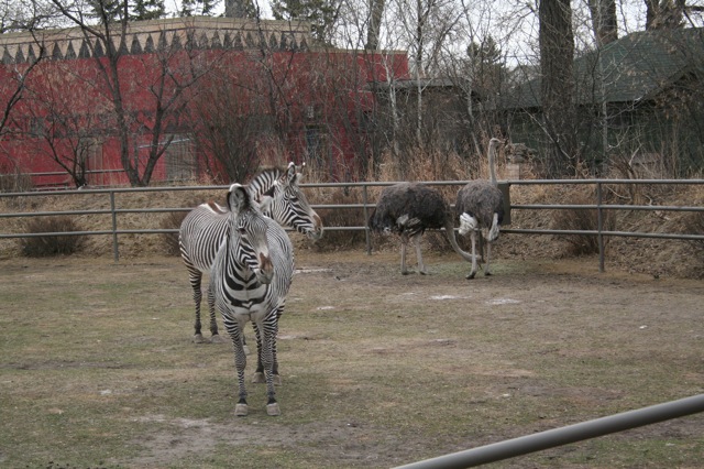 Grévy's Zebra and Ostrich