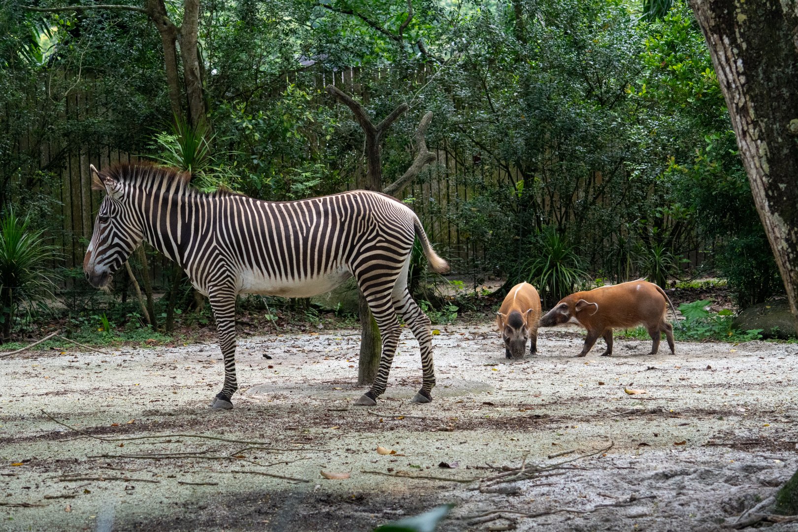 Grevy's Zebra and Red River Hog