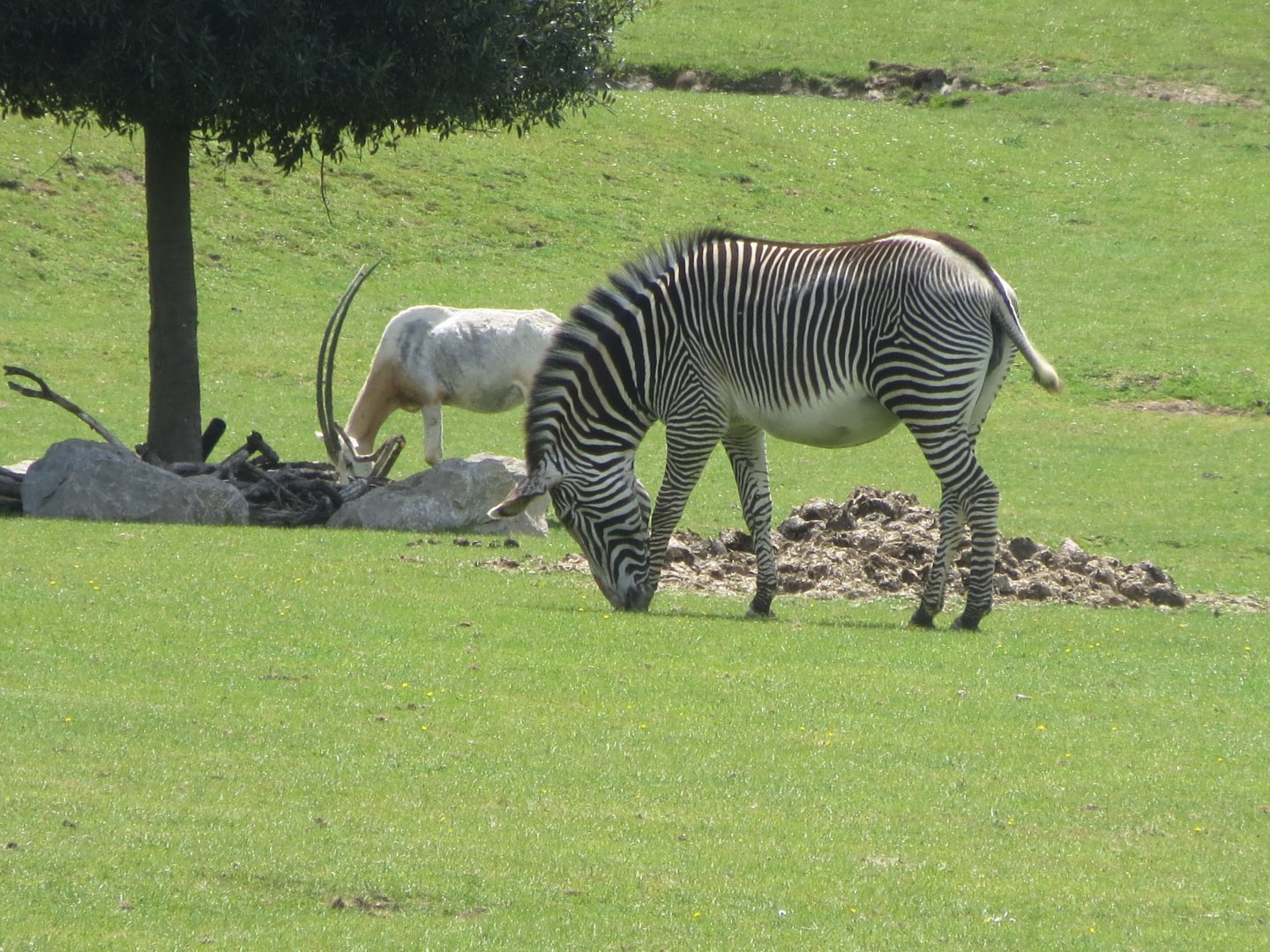 Grevy’s Zebra and Scimitar-horned oryx 110519