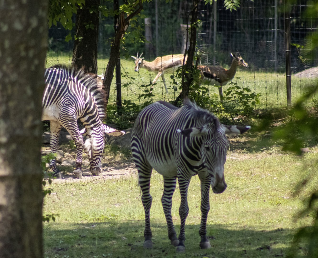 Grevy's Zebra and Thomson Gazelles