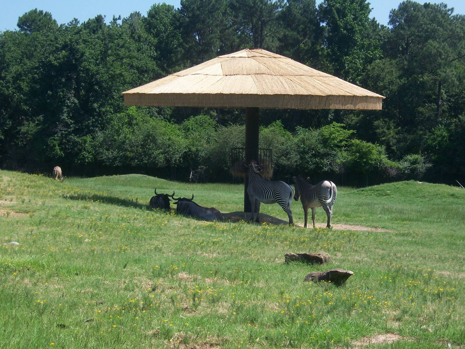 Grevy's Zebra and Wildebeest