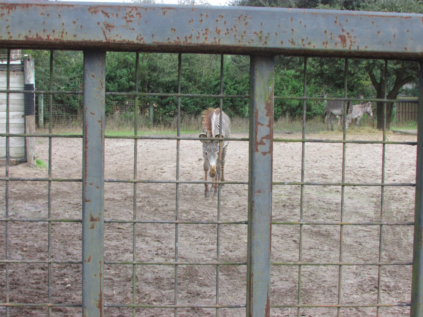 Grevy's Zebra Approaching