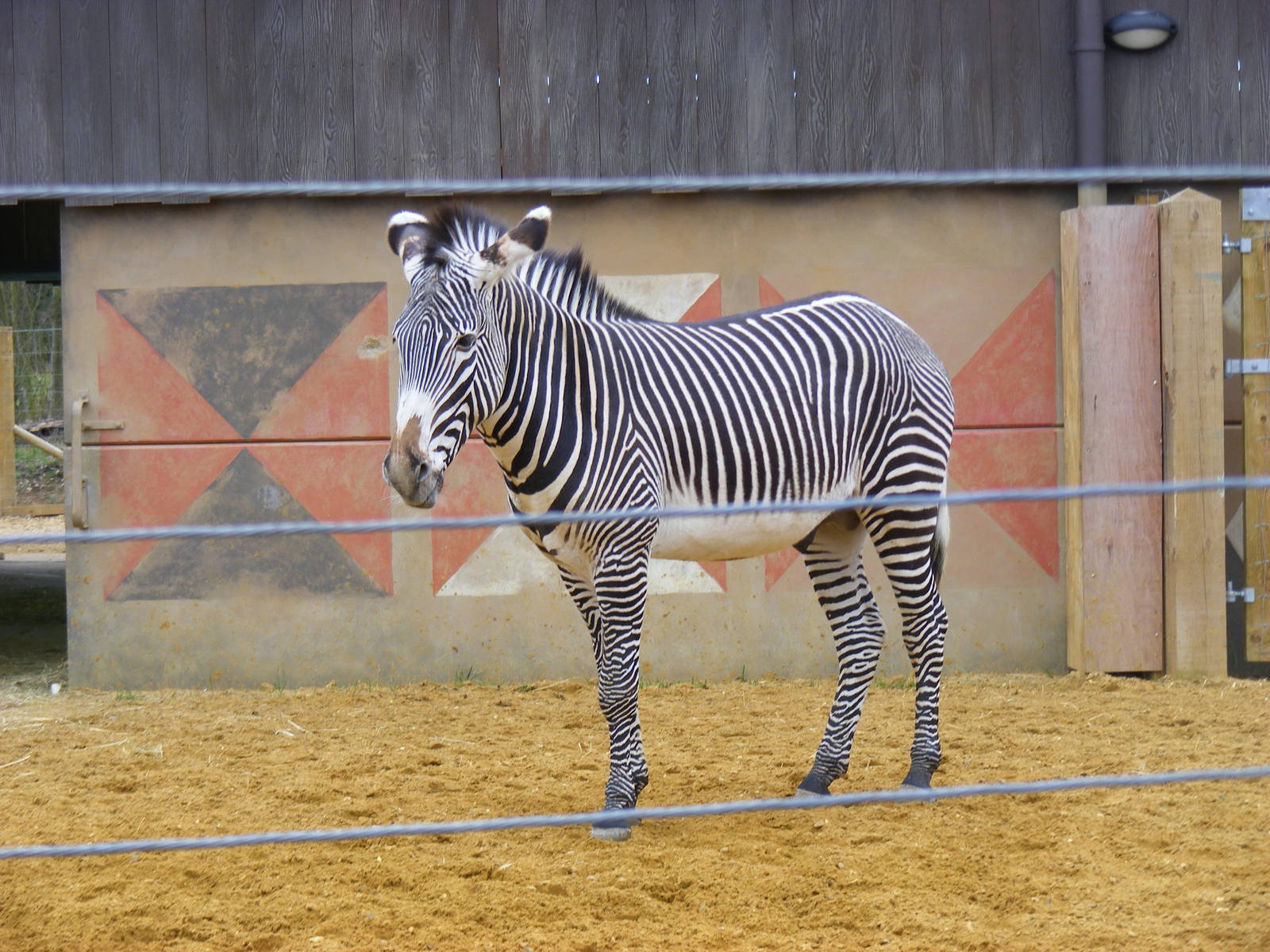 Grevy's zebra at Chessington Zoo, 6 February 2011
